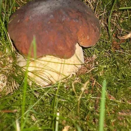 Dom Nad Jeziorem Gleboczek